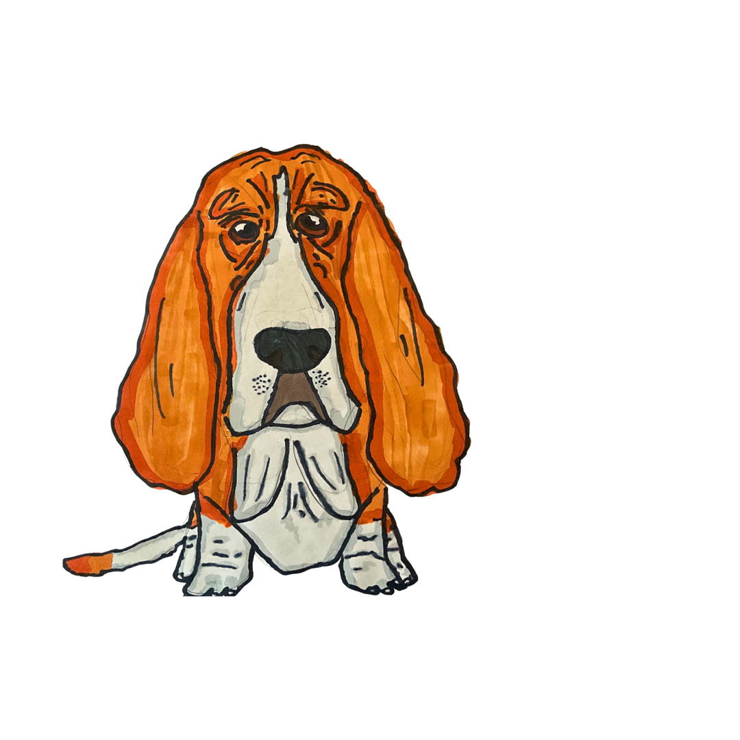 Basset Hound