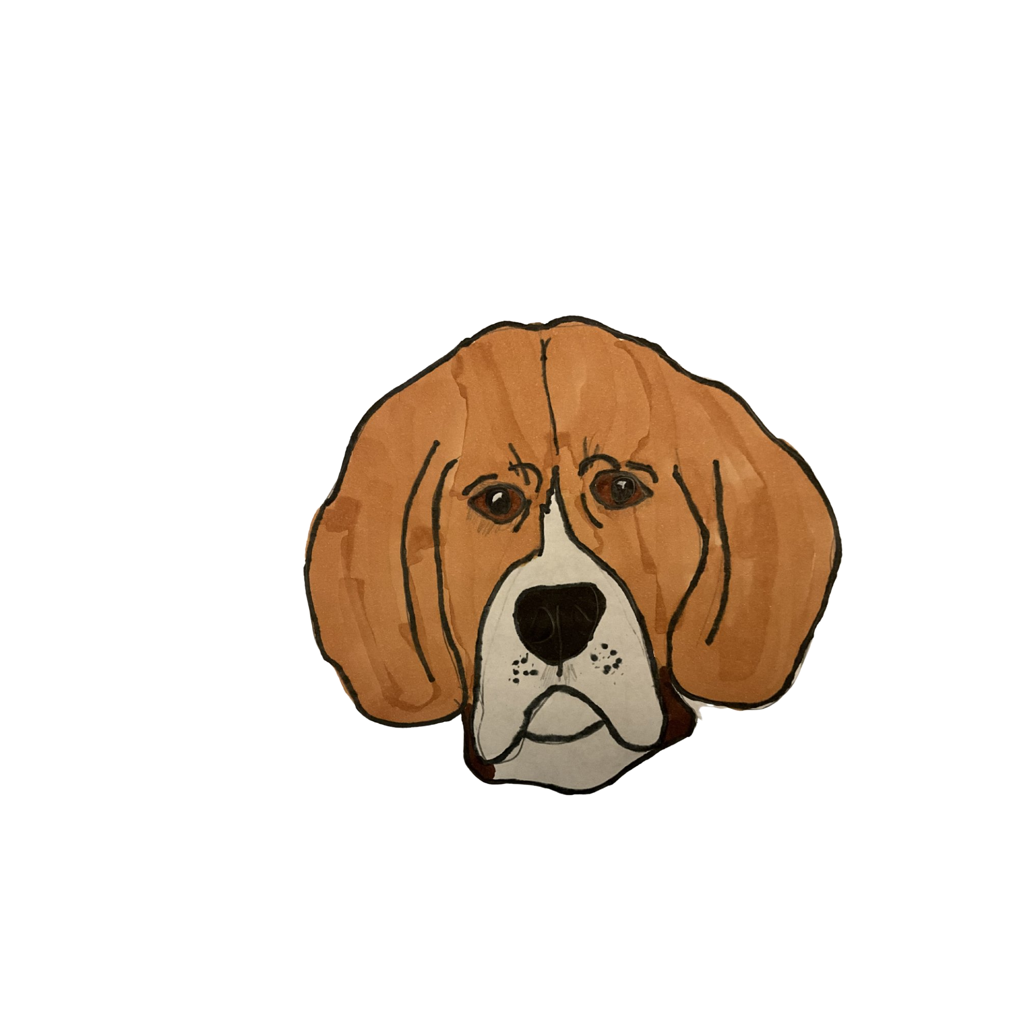 Beagle