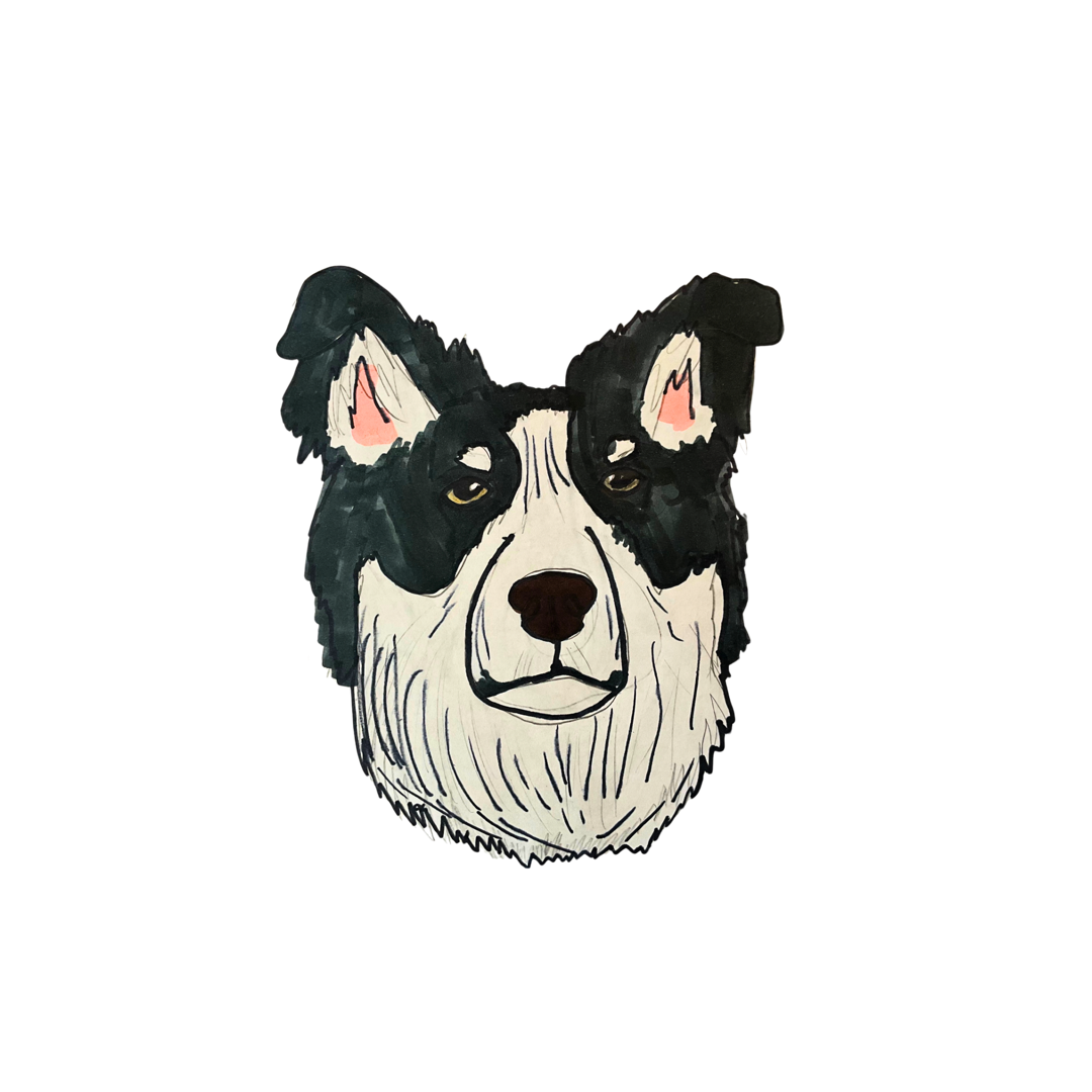 Border Collie