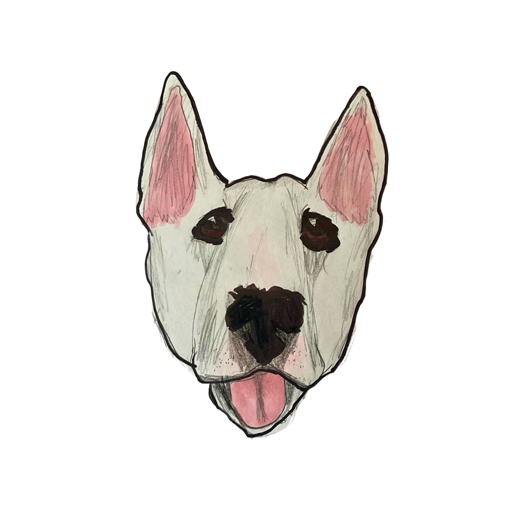 Bull Terrier