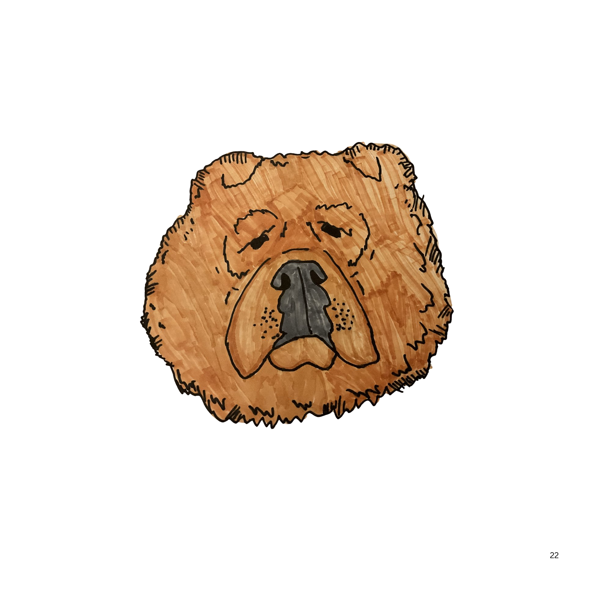 Chow Chow