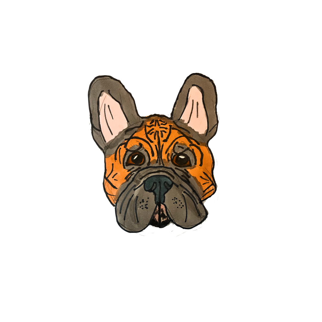French Bulldog